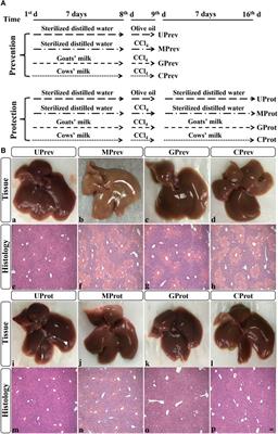 Consumption of Goats’ Milk Protects Mice From Carbon Tetrachloride-Induced Acute Hepatic Injury and Improves the Associated Gut Microbiota Imbalance